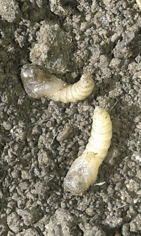 Larve di dittero?  S, pupe di Bibo sp. (Bibionidae).